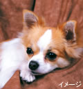 ڥåȻ